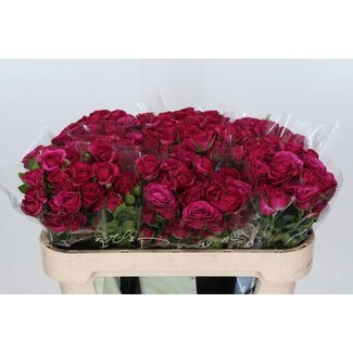 Freshy Trosroos “Cheyenne” | Kleur: Paars | Lengte ± 70 centimeter | Per 10 verse bloemen