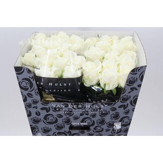 Freshy Roos “Noelia” | Kleur: Wit | Lengte ± 70 centimeter | Per 10 verse bloemen