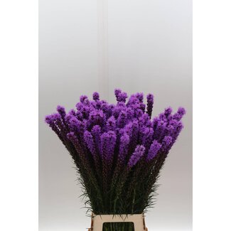 Freshy Liatris Callilepis Lampenpoetser | Kleur: Paars | Lengte ± 90 centimeter | Per 10 stelen verse bloemen