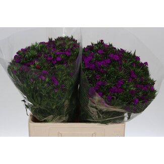 Freshy Dianthus Barbatus Duizendschoon “Am Neon Purple” | Kleur: Paars | Lengte ± 60 centimeter | Per 50 verse bloemen