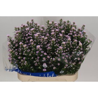 Freshy Hollandse Aster “Claudia” | Kleur: Paars | Lengte ± 80 centimeter | Per 25 verse bloemen