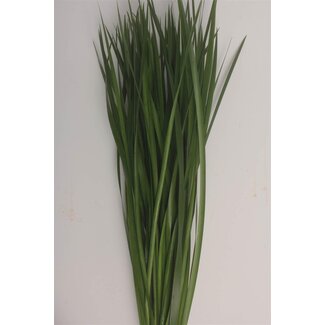 Freshy Typha Latifolia Kleine Lisdodde Kort | Kleur: Groen | Lengte ± 70 centimeter | Per 5 bossen