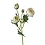 Fleur artificielle renoncule | Couleur: Blanc naturel | Fleurs artificielles de renoncule | Longueur ± 50 centimeter | 3 têtes de fleurs par tige | Par pièce
