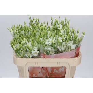 Freshy Eustoma Enkelbloemig Botanic White