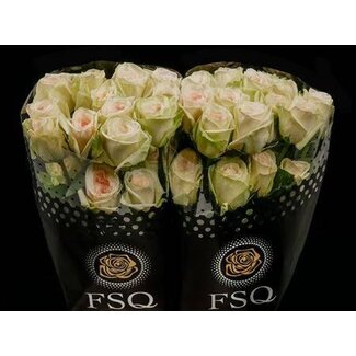 Freshy Grootbloemige Roos “Gar White Ohara” | Kleur: Wit | Lengte ± 50 centimeter | Herkomst Ecuador | Per 20 verse bloemen