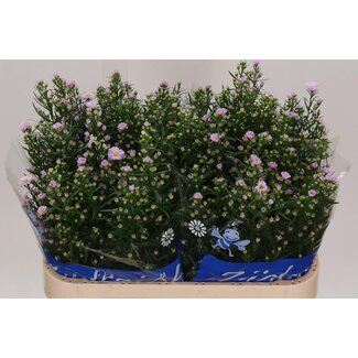 Freshy Aster Claudia Hollands