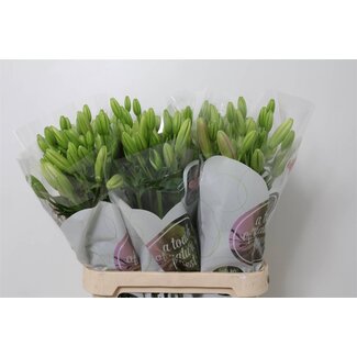 Freshy Lelie Longiflorum x Aziatische Lelie Aqua “Tirreno” | Kleur: Roze | Lengte ± 90 centimeter | Per 10 stelen verse bloemen