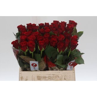 Freshy Rosa Red Ribbon