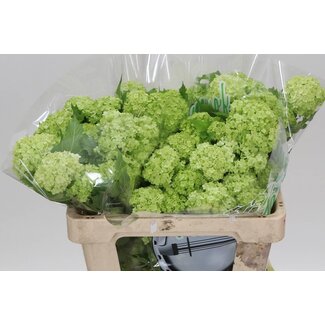 Freshy Viburnum Sneeuwbal | 4 koppen | Kleur: Wit | Lengte ± 50 centimeter | Per 10 stelen verse bloemen