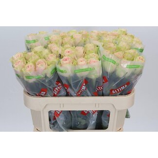 Freshy Roos “Frutetto” | Kleur: Roze | Lengte ± 70 centimeter | Per 10 verse bloemen