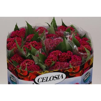 Freshy Celosia C Act Rima