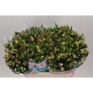 Freshy Alstroemeria Fl “Pink Paradiso” | Kleur: Roze | Lengte ± 75 centimeter | Per 10 stelen verse bloemen