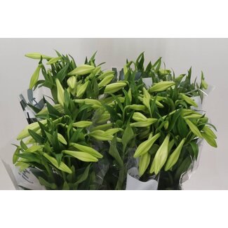 Freshy Lelie Longiflorum Aqua “White Heaven” | 3 bloemen | Kleur: Wit | Lengte ± 80 centimeter | Per 10 stelen verse bloemen