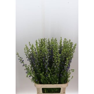 Freshy Consolida Ridderspoor “Violet Lilac” | Kleur: Paars | Lengte ± 100 centimeter | Per 10 verse bloemen