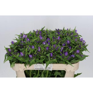 Freshy Campanula Klokje “Anoeska” | Kleur: Paars | Lengte ± 70 centimeter | Per 10 verse bloemen