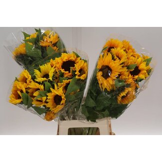 Freshy Helianthus Zonnebloem “Sunrich Orange” | Kleur: Geel | Lengte ± 80 centimeter | Per 10 verse bloemen