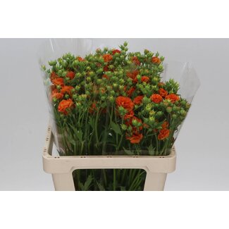 Freshy Geum Tropic Tempest