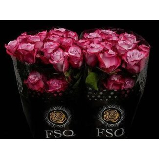 Freshy Grootbloemige Roos “Deep Purple” | Kleur: Roze | Lengte ± 50 centimeter | Herkomst Ecuador | Per 20 verse bloemen