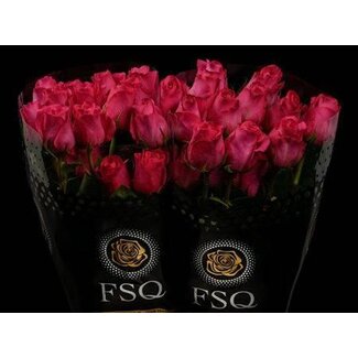 Freshy Grootbloemige Roos “Pink Floyd” | Kleur: Roze | Lengte ± 60 centimeter | Herkomst Ecuador | Per 20 verse bloemen