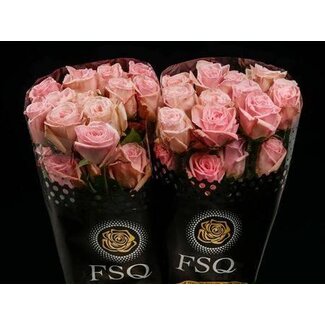 Freshy Grootbloemige Roos “Gar Pink Ohara” | Kleur: Roze | Lengte ± 50 centimeter | Herkomst Ecuador | Per 20 verse bloemen