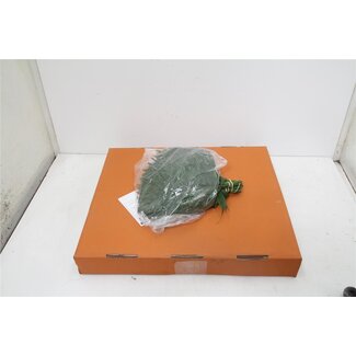 Freshy Chico Klein Chamaedorea Palmblad | Kleur: Groen | Lengte ± 35 centimeter | Per 5 bossen