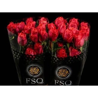 Freshy Grootbloemige Roos “Hard Rock” | Kleur: Roze | Lengte ± 60 centimeter | Herkomst Ecuador | Per 20 verse bloemen