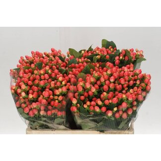 Freshy Hypericum Mag Roy Princess