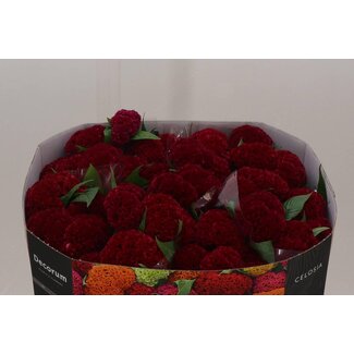 Freshy Celosia C Reprise Velvet