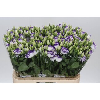 Freshy Eustoma Gevuld Rosi Blue Picotee