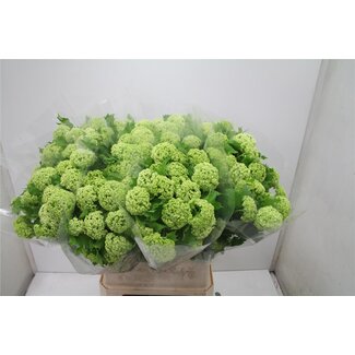 Freshy Viburnum Sneeuwbal | 2 koppen | Kleur: Wit | Lengte ± 90 centimeter | Per 10 stelen verse bloemen