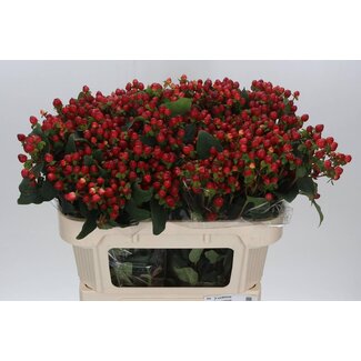 Freshy Hypericum Mag Triumph