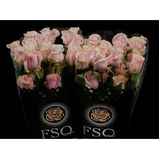 Freshy Grootbloemige Roos “Rosita Vendela” | Kleur: Roze | Lengte ± 50 centimeter | Herkomst Ecuador | Per 20 verse bloemen