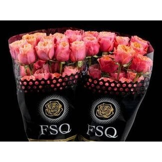 Freshy Grootbloemige Roos “South Park” | Kleur: Oranje | Lengte ± 50 centimeter | Herkomst Ecuador | Per 20 verse bloemen