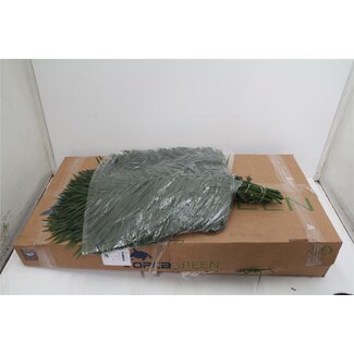 Freshy Chico Teepee Palmblad | Kleur: Groen | Lengte ± 60 centimeter | Per 5 bossen