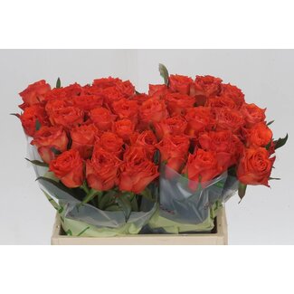 Freshy Roos “Orange Wave” | Kleur: Oranje | Lengte ± 40 centimeter | Per 20 verse bloemen