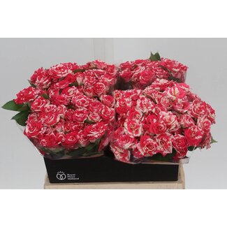 Freshy Hollandse Trosroos “Fireworks” | Kleur: Wit Rood | Lengte ± 40 centimeter | Per 20 verse bloemen