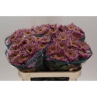 Freshy Chrysant deco Baltazar Intense