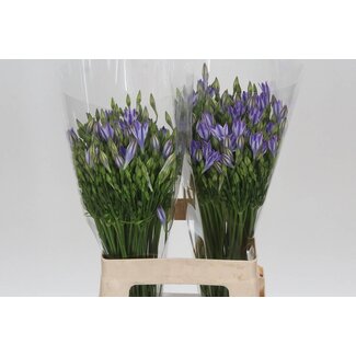 Freshy Triteleia Brodiaea “Rudy” | Kleur: Wit Paars | Lengte ± 60 centimeter | Per 50 verse bloemen
