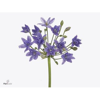 Freshy Triteleia Brodiaea “Twin Sisters” | Kleur: Paars | Lengte ± 60 centimeter | Per 50 verse bloemen