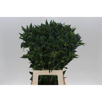 Freshy Gentiana Gentiaan “Kagayaki” | Kleur: Blauw | Lengte ± 70 centimeter | Per 10 verse bloemen
