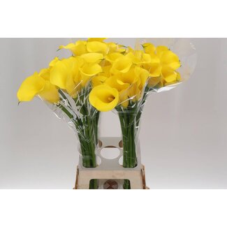 Freshy Zantedeschia Gold Medal