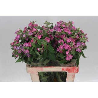 Freshy Oxypetalum Coeruleum “Pink Harmony” | Kleur: Roze | Lengte ± 60 centimeter | Per 20 verse bloemen