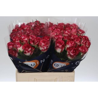 Freshy Roos “Ducati” | Kleur: Rood | Lengte ± 60 centimeter | Per 20 verse bloemen