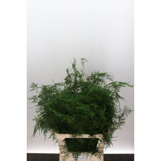 Freshy Asparagus Setaceus Sierasperge Lang Getopt | Kleur: Groen | Lengte ± 85 centimeter | Per 50 takken