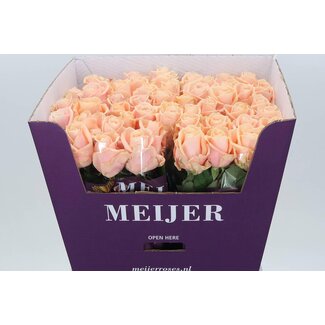 Freshy Roos “Pearl Avalanche” | Kleur: Roze | Lengte ± 70 centimeter | Per 10 verse bloemen