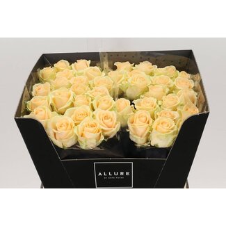 Freshy Roos “Avalanche Peach” | Kleur: Oranje Roze | Lengte ± 60 centimeter | Per 20 verse bloemen