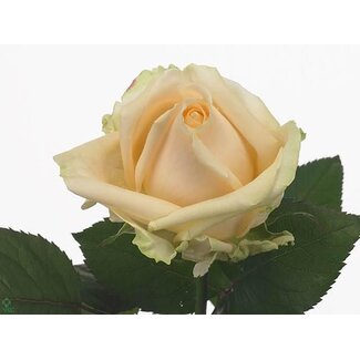 Freshy Roos “Avalanche Peach Allure” | Kleur: Oranje Roze | Lengte ± 70 centimeter | Per 20 verse bloemen