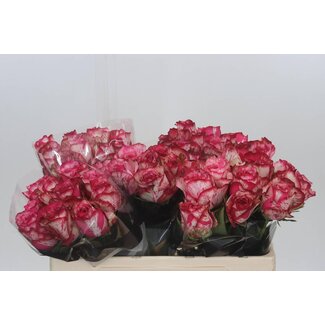 Freshy Roos “Barracuda” | Kleur: Roze | Lengte ± 50 centimeter | Per 20 verse bloemen