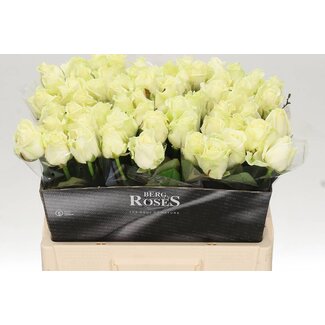 Freshy Roos “Avalanche Bergenia” | Kleur: Wit | Lengte ± 55 centimeter | Per 20 verse bloemen