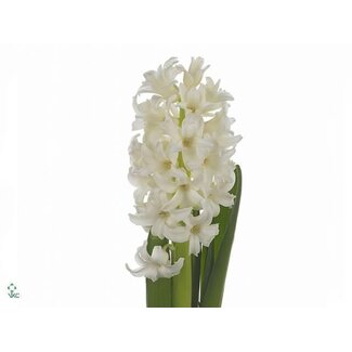 Freshy Hyacinth “Top White” | Kleur: Wit | Lengte ± 29 centimeter | Per 25 verse bloemen